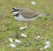 Flussregenpfeifer (Charadrius dubius) findet in ehem. Kiesgruben ein Ersatzbiotop
