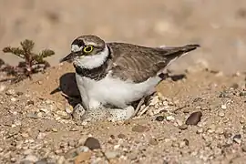 Flussregenpfeifer (Charadrius dubius)