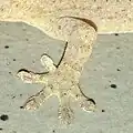 Fuß