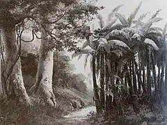 Forêt tropicale