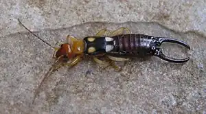 Forficula smyrnensis ist vom östlichen Österreich, dem Nordosten Italiens und Tschechien über Südosteuropa bis Westasien verbreitet. Er kann mit dem Zweipunkt-Ohrwurm verwechselt werden.