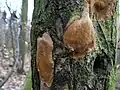 Polsterförmiger FeuerschwammFomitiporia punctata