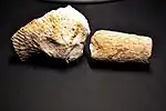 Kalkschwämme (Calcarea), Fundort: Dornplecke, Rethen