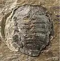 Sumpfschildkröte Clemmydopsis sp.