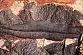 Ein auf Farm Aar gefundenes Fossil