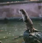 Fischotter