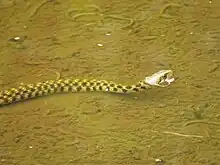 Die Schlange befindet sich in flachem Wasser, sodass der Körper den Grund berührt. Nur der Kopf schaut aus dem klaren und ruhigen Wasser heraus.