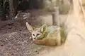 Wüstenfuchs (Vulpes zerda)