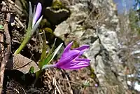 Frühlingslichtblume von der Gerlitzen