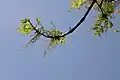 Sektion Melioides: Weiß-Esche (Fraxinus americana) in Blüte