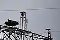 AdlerhorstFischadler auf Mast
