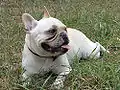 Französische Bulldogge