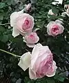 Rosa 'Pierre de Ronsard'