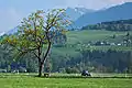 Blick auf Schellenberg mit Fresch (im Vordergrund Bettlereiche zwischen Nofels und Bangs)