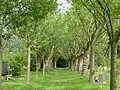 Südliche Zier­kirschenallee