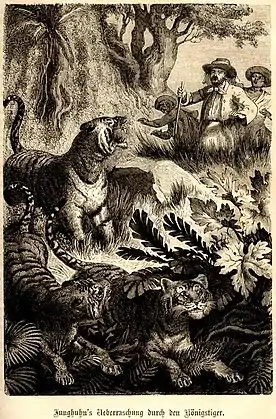 „Junghuhn’s Ueberraschung durch den Königstiger“.