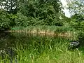 Grundteich in Reitzendorf