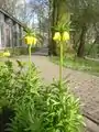 Habitus einer gelben Sorte