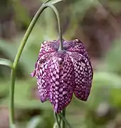 Schachblume (Fritillaria meleagris)