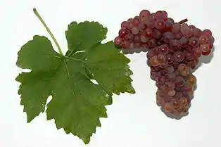 Frühroter Veltliner