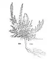 Leonhart Fuchs 1543