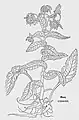 Leonhart Fuchs 1543