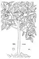 Leonhart Fuchs 1543