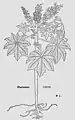 Leonhart Fuchs 1543