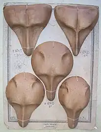 Kopfformen aus Pappmaché