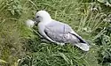 Eissturmvogel (Fulmarus glacialis) bei Brutfütterung