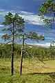 Das Hochmoor