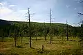 Landschaft in Fulufjället