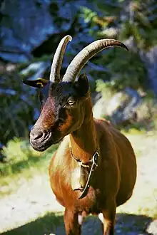 Gemsfarbige Gebirgsziege (=Gämsfärbige Gebirgsziege)