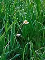 Gänseblümchen mit Morgentau