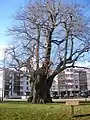 Gerichtslinde in Göttingen, Groner Landstraße/An der Gerichtslinde