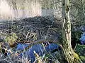 Biberburg an der Fähre Gützkow