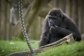 Gorilla