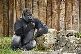 Westlicher Flachlandgorilla