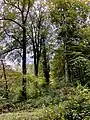 Waldrand mit Starkholz