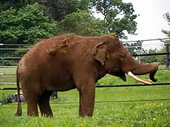 Indischer Elefant