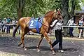 Northern Ruler