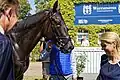 Beim Wasser trinken im Absattelring
