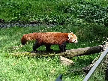 Einer von zwei roten Pandas im Görlitzer Tierpark