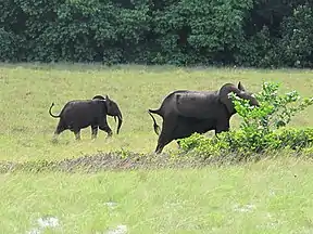 Elefanten im Loango-Nationalpark