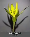 Blüte