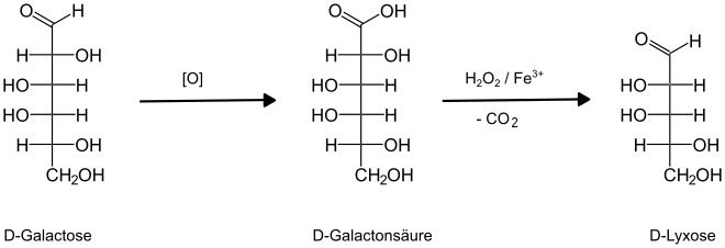Galactose Ruff Abbau