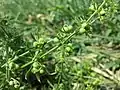 Die Äcker in der Umgebung beheimaten seltene Segetalarten wie das vom Aussterben bedrohte Dreihörnige Labkraut (Galium tricornutum).