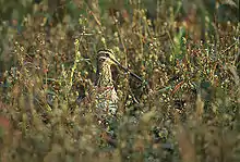 Bekassine(Gallinago gallinago)