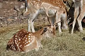 Im Tierpark