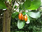 Karaka